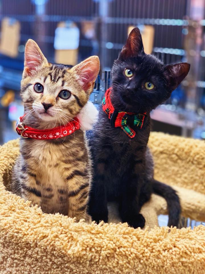 Alpharetta Animal Hospital