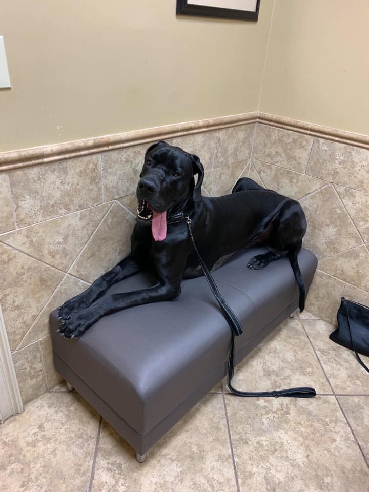 Alpharetta Animal Hospital
