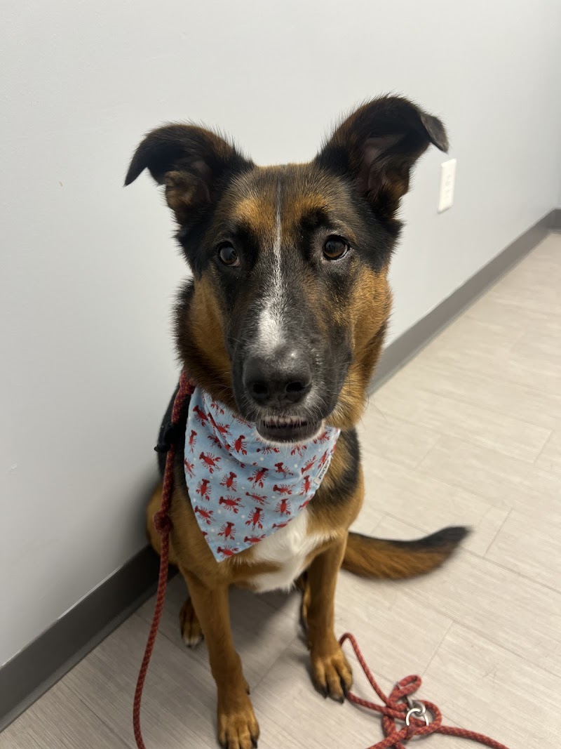 Washington Ave Animal Hospital