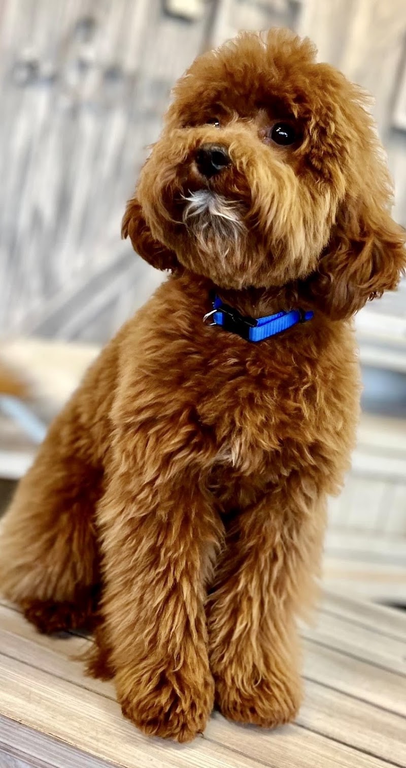 BluePearl Pet Hospital