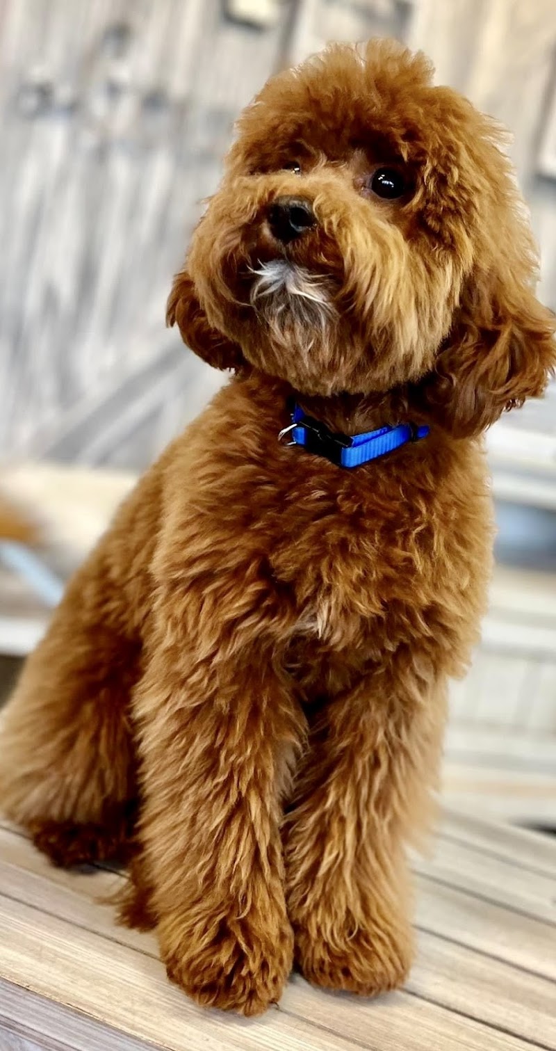 BluePearl Pet Hospital