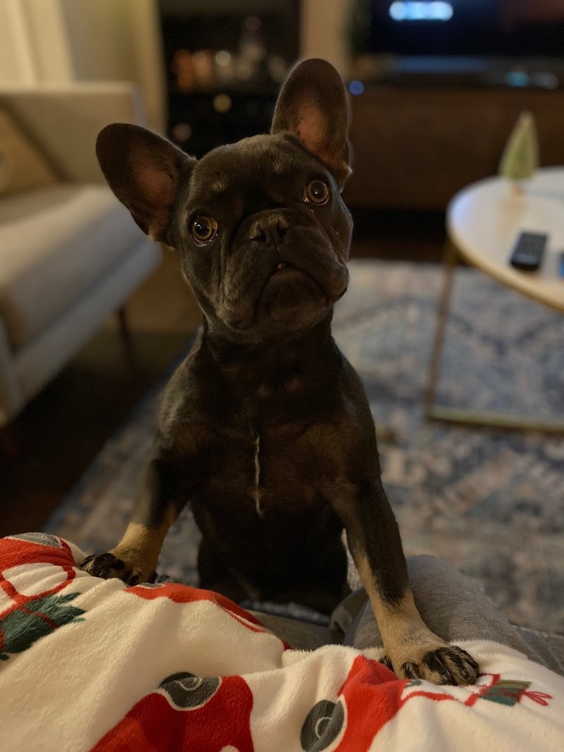BluePearl Pet Hospital