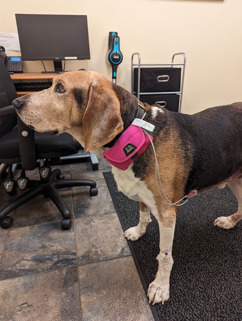 BluePearl Veterinary Cyberknife Cancer Center