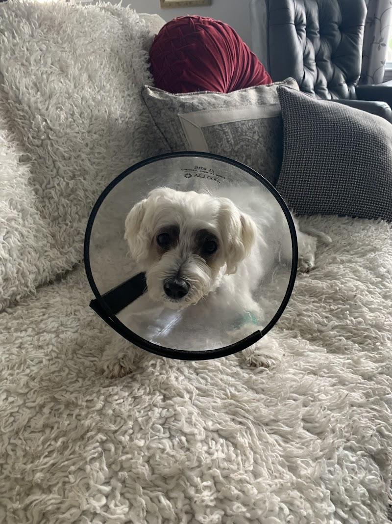 BluePearl Veterinary Cyberknife Cancer Center
