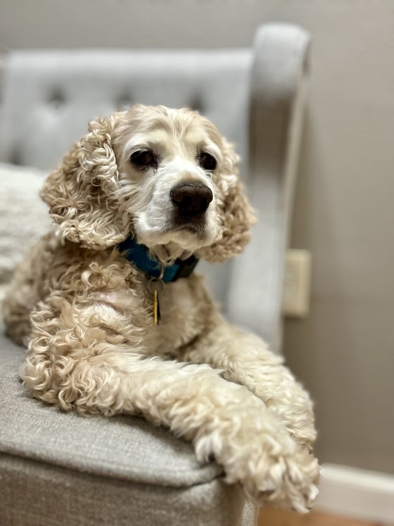 VCA Ben White Animal Hospital