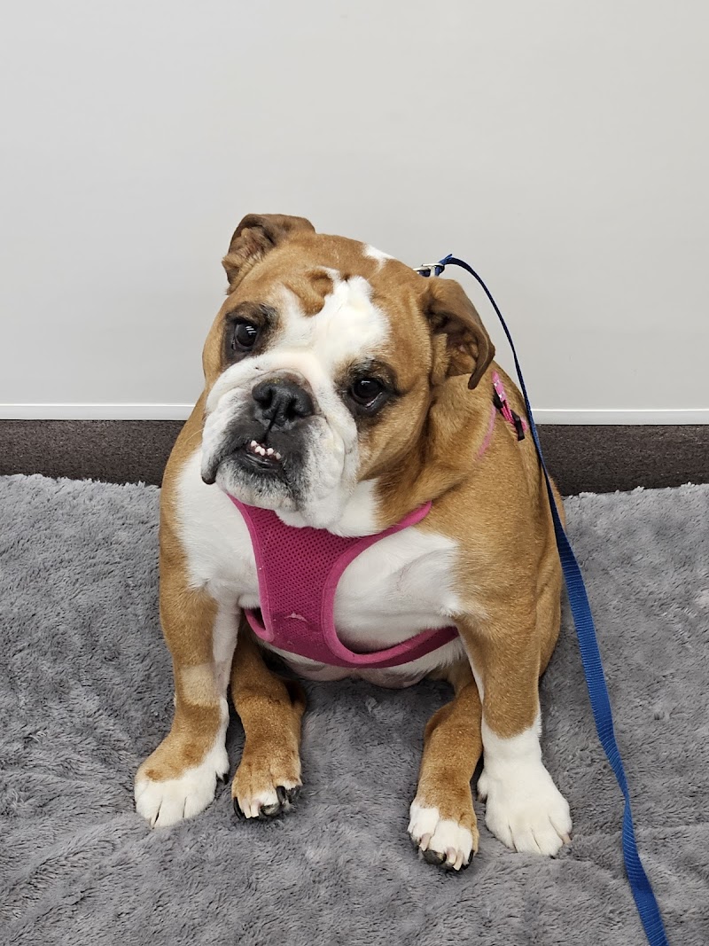 Stitches Veterinary Surgery