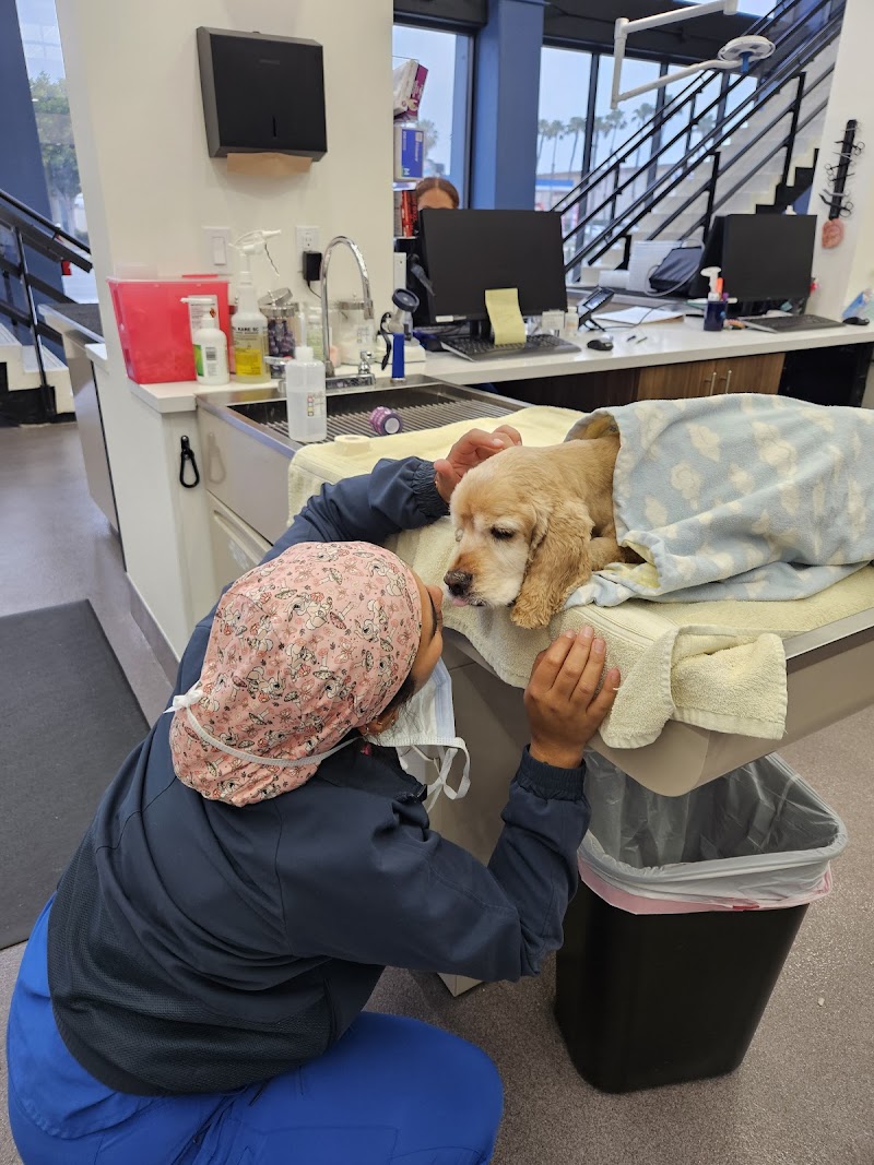 Stitches Veterinary Surgery