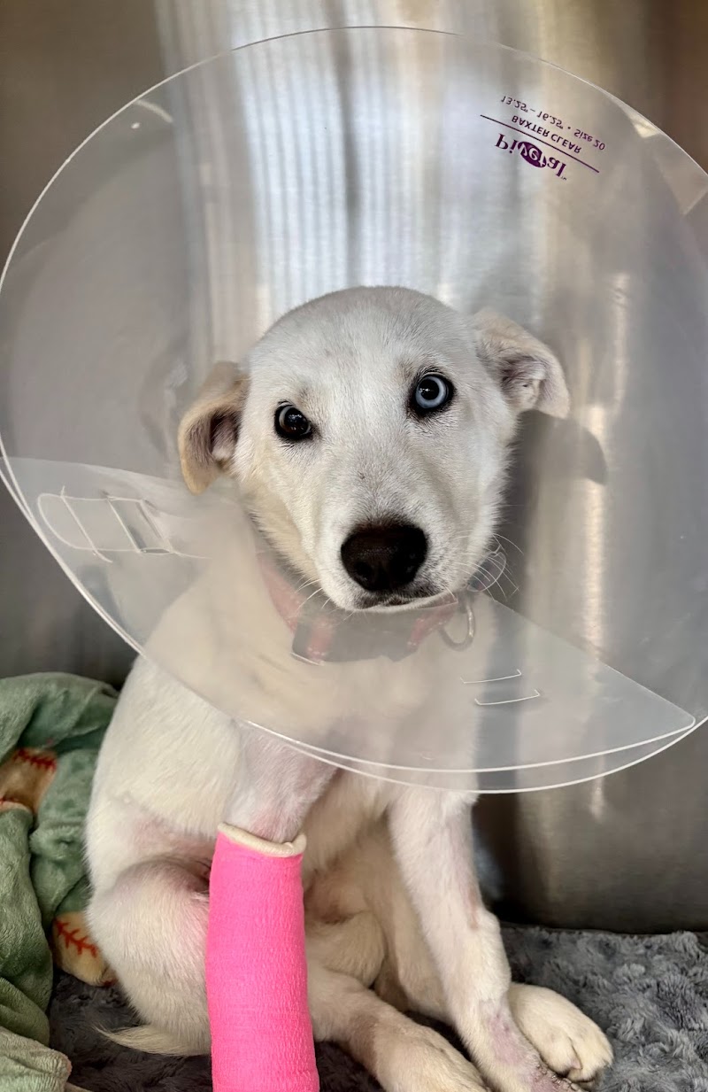 Stitches Veterinary Surgery