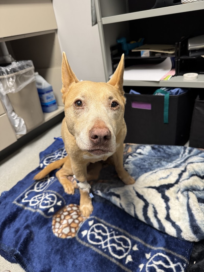 Veterinary Specialty Center of Seattle