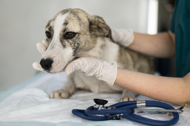 SoMa Animal Hospital