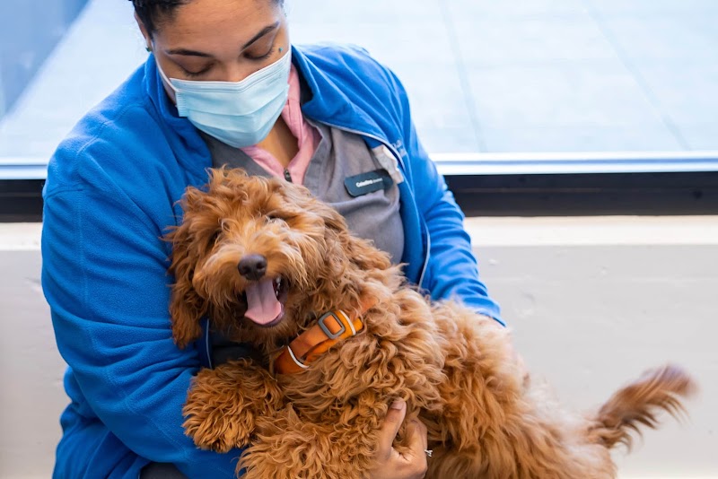 SoMa Animal Hospital