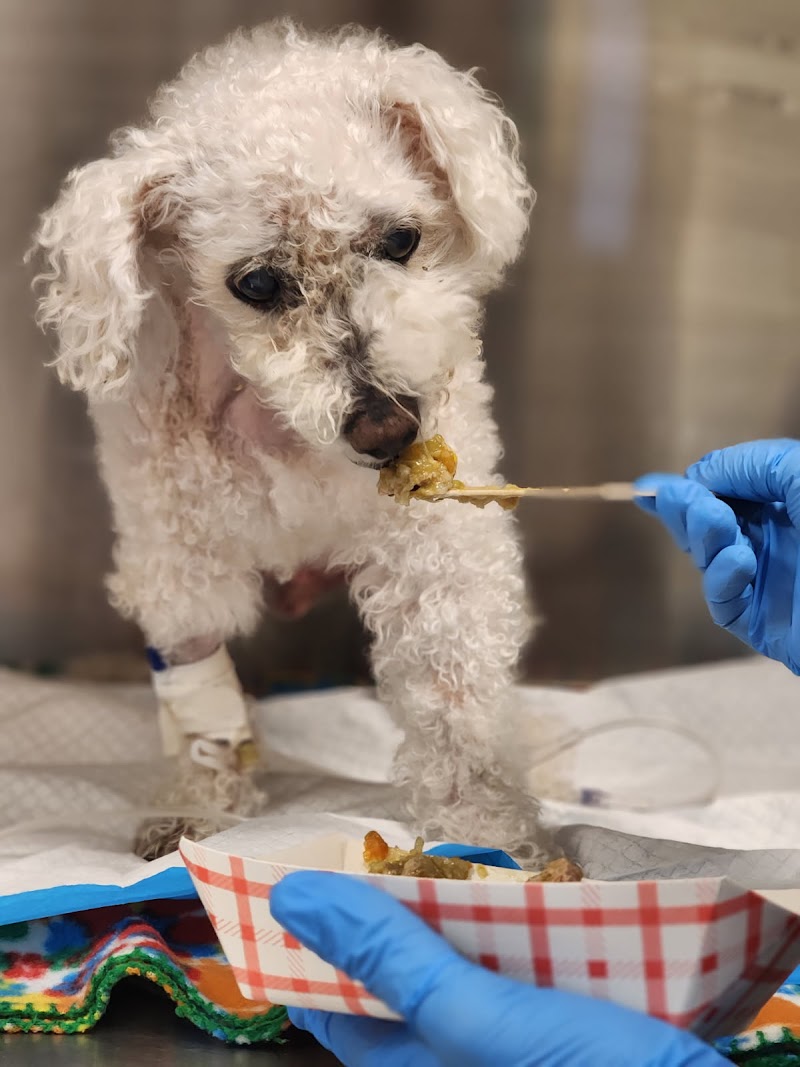 Austin Veterinary Emergency and Specialty