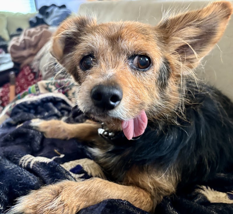 Austin Veterinary Emergency and Specialty