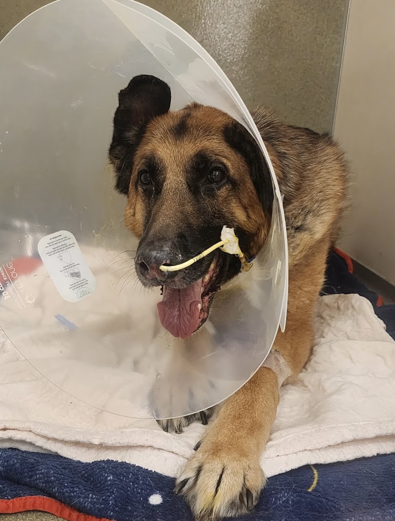 Austin Veterinary Emergency and Specialty