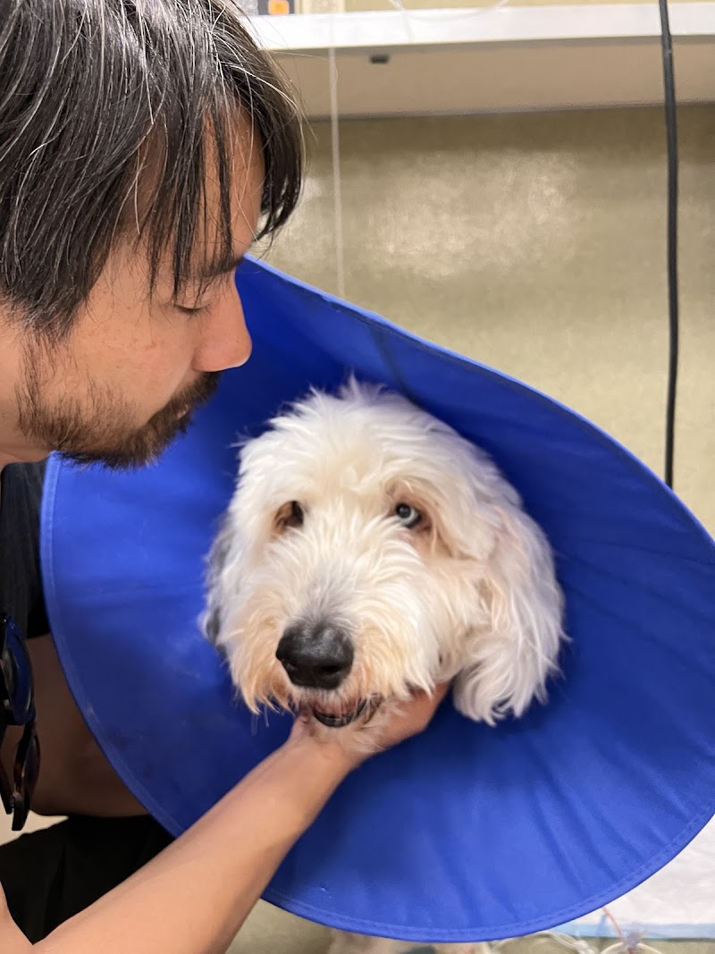Austin Veterinary Emergency and Specialty - Austin