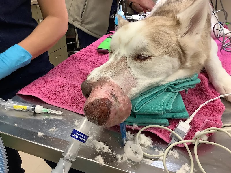 Austin Veterinary Emergency and Specialty