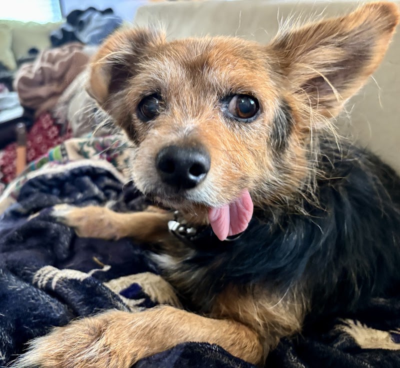Austin Veterinary Emergency and Specialty