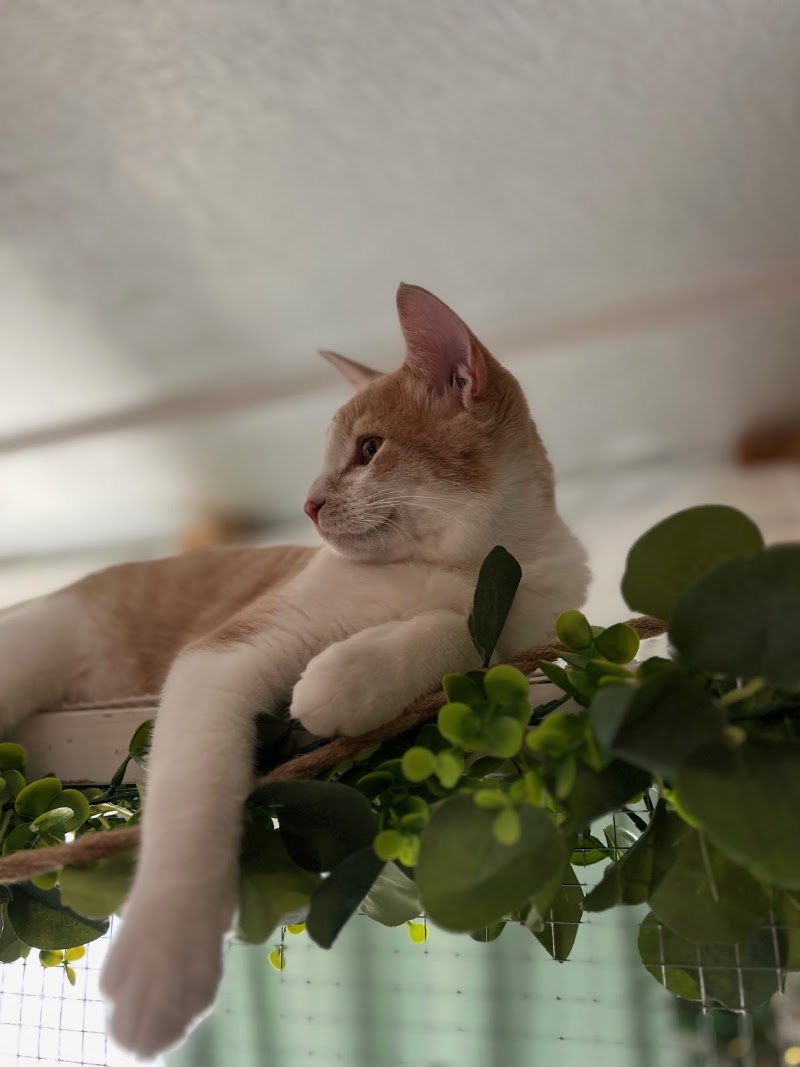 Best Care Animal Hospital