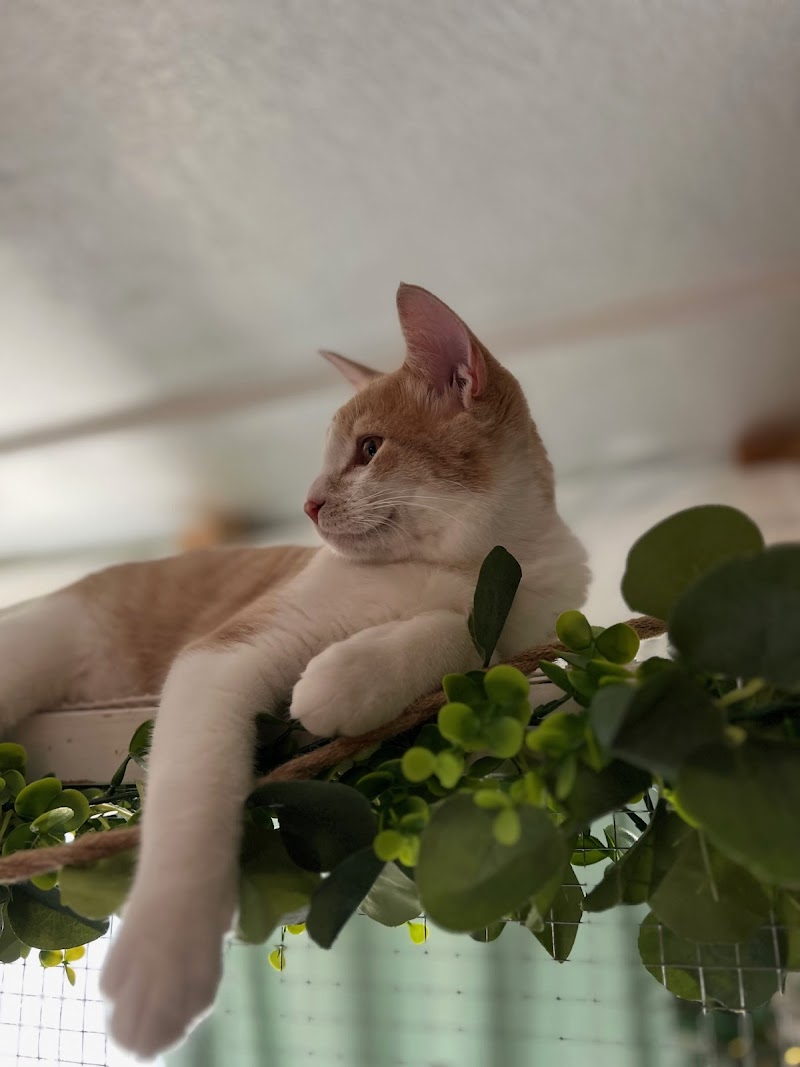 Best Care Animal Hospital