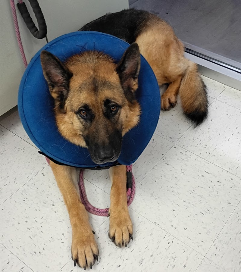 Best Care Animal Hospital