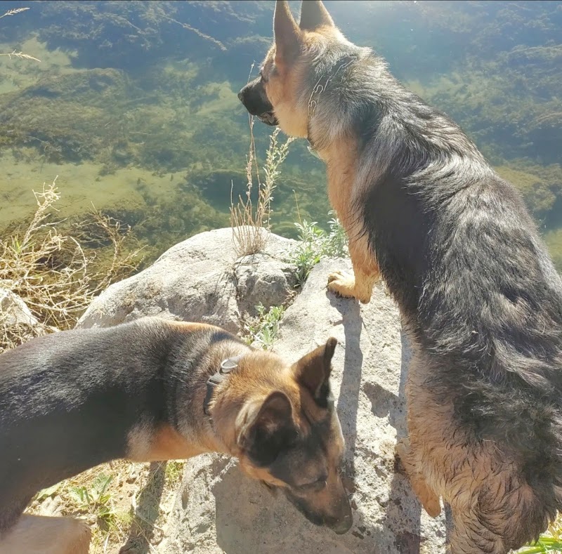 Best Care Animal Hospital