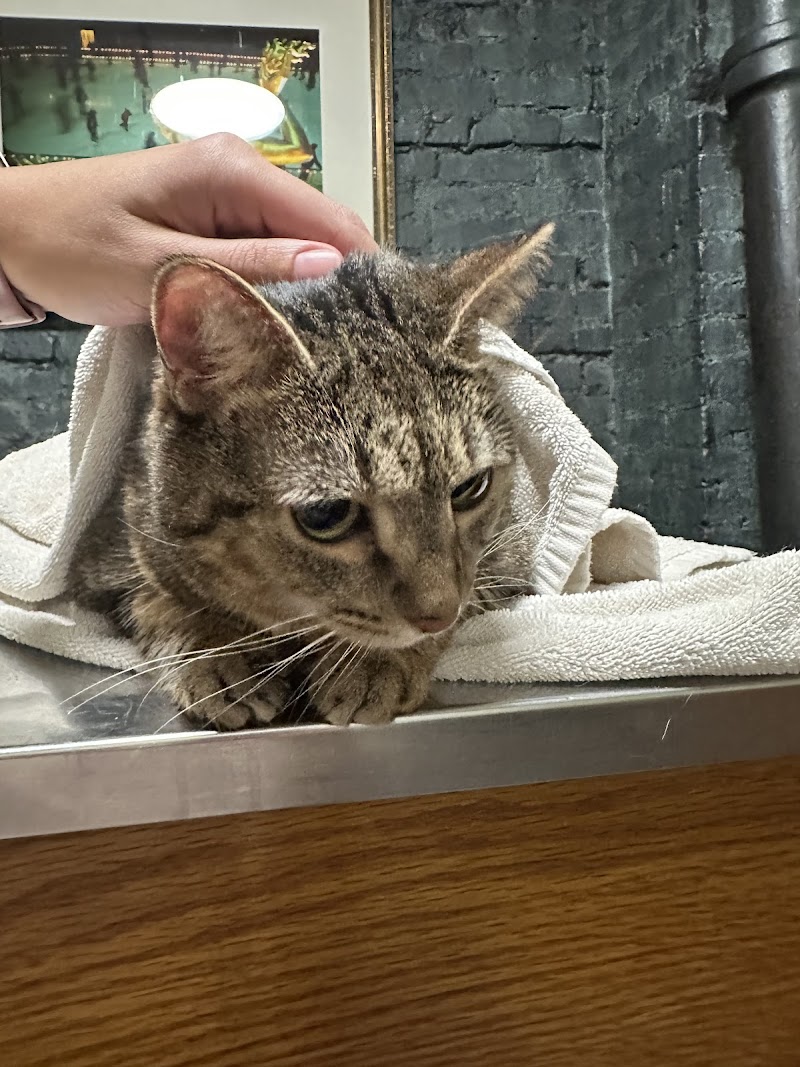 Cooper Square Veterinary Hospital