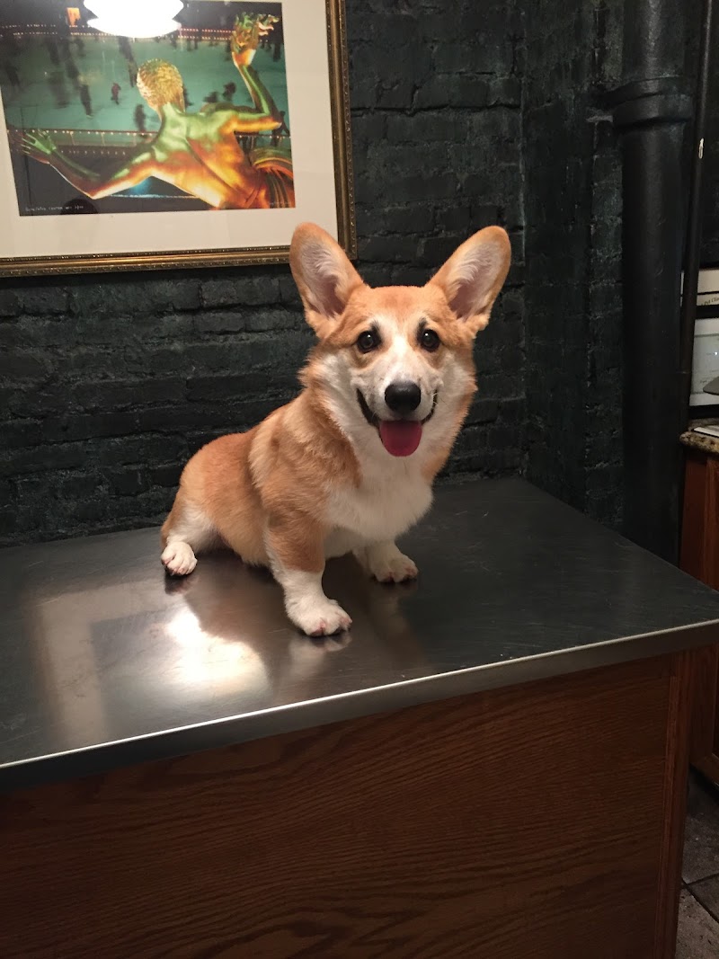 Cooper Square Veterinary Hospital