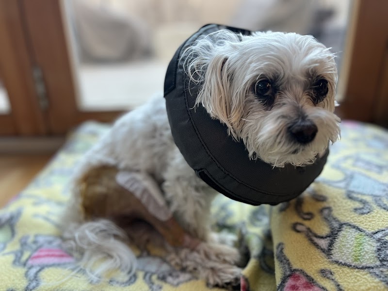 Spire Canine Orthopedics (formerly Spire Veterinary Surgery)