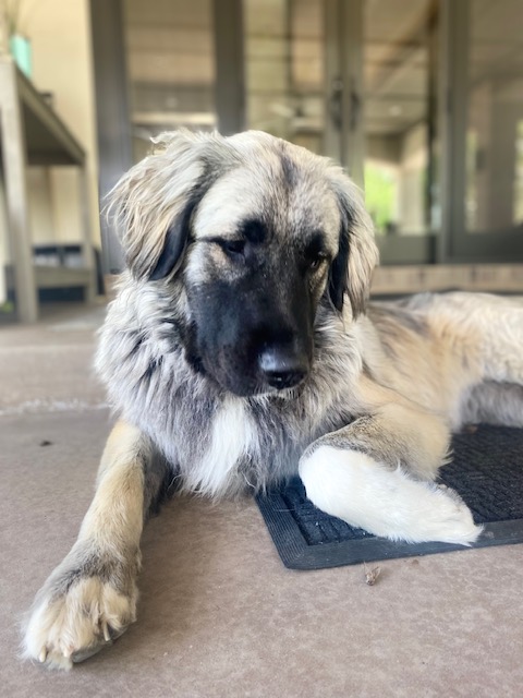 Spire Canine Orthopedics (formerly Spire Veterinary Surgery)