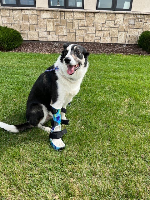 Spire Canine Orthopedics (formerly Spire Veterinary Surgery)