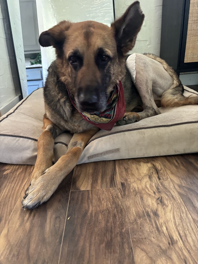 Spire Canine Orthopedics (formerly Spire Veterinary Surgery) - Windsor