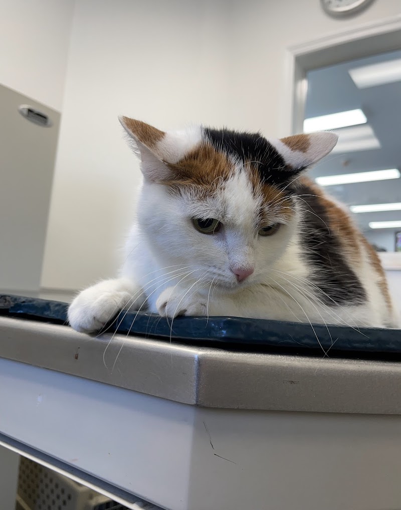 Animal Care Center of Plainview