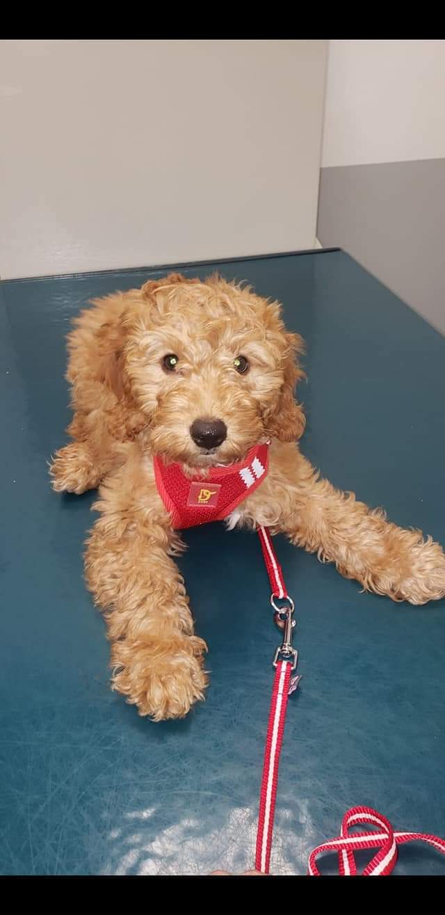 Animal Care Center of Plainview