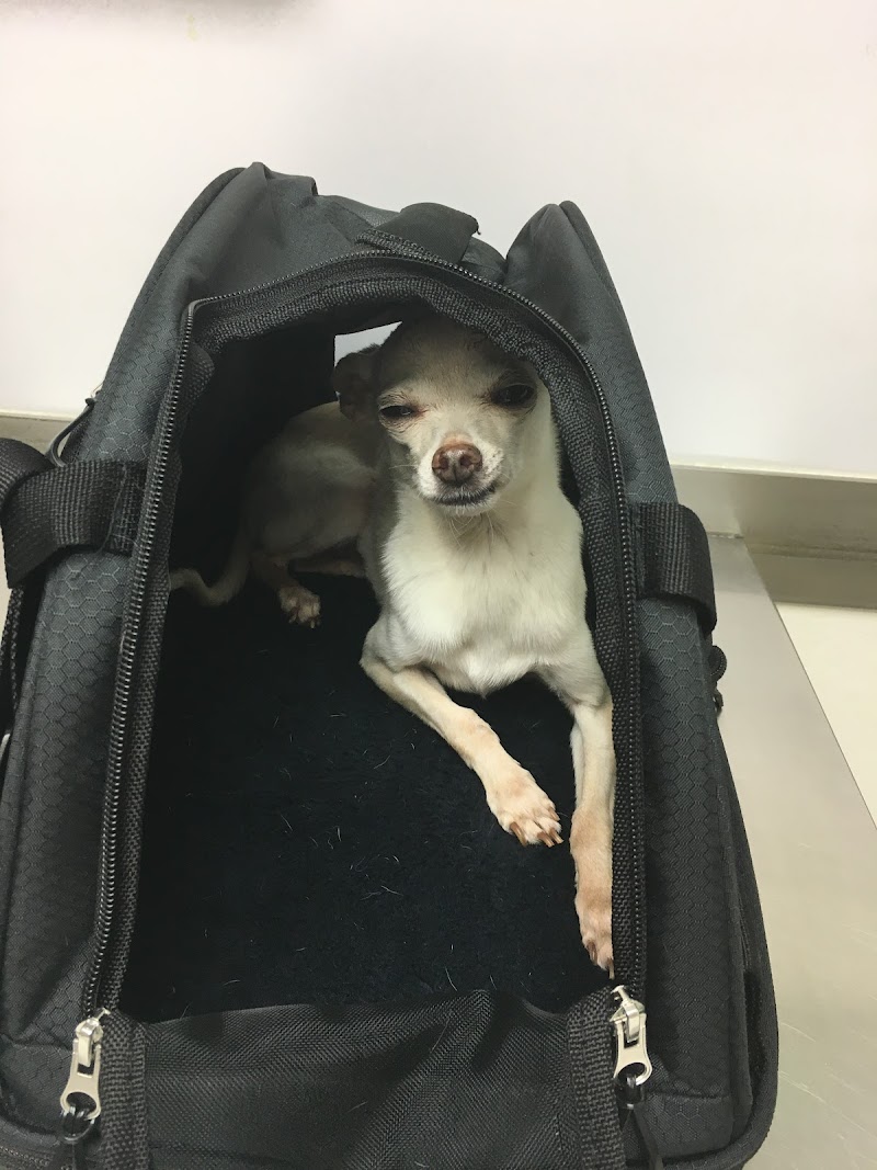 Animal Hospital of Redondo Beach