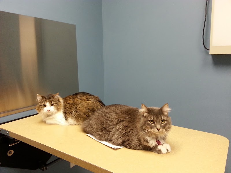 Camden Pet Hospital