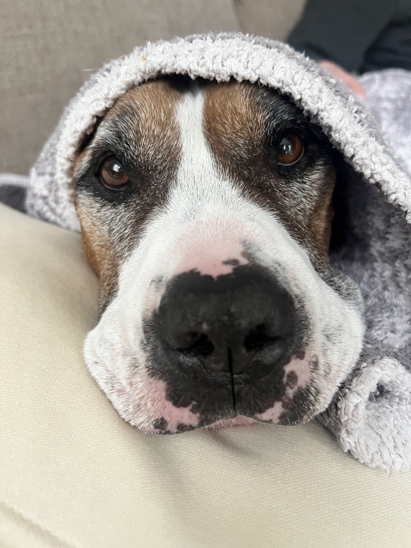 CVCA Cardiac Care for Pets