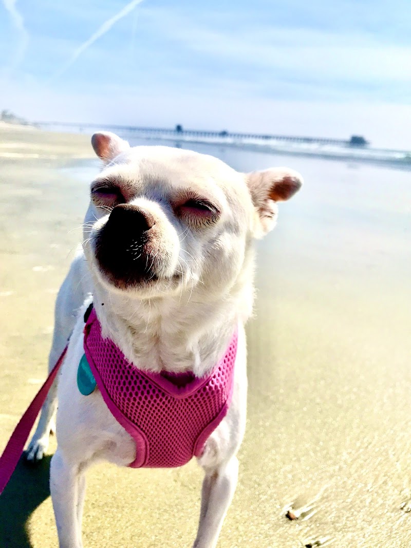 CVCA Cardiac Care for Pets