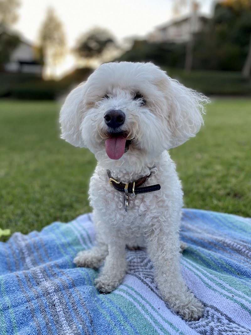 CVCA Cardiac Care for Pets
