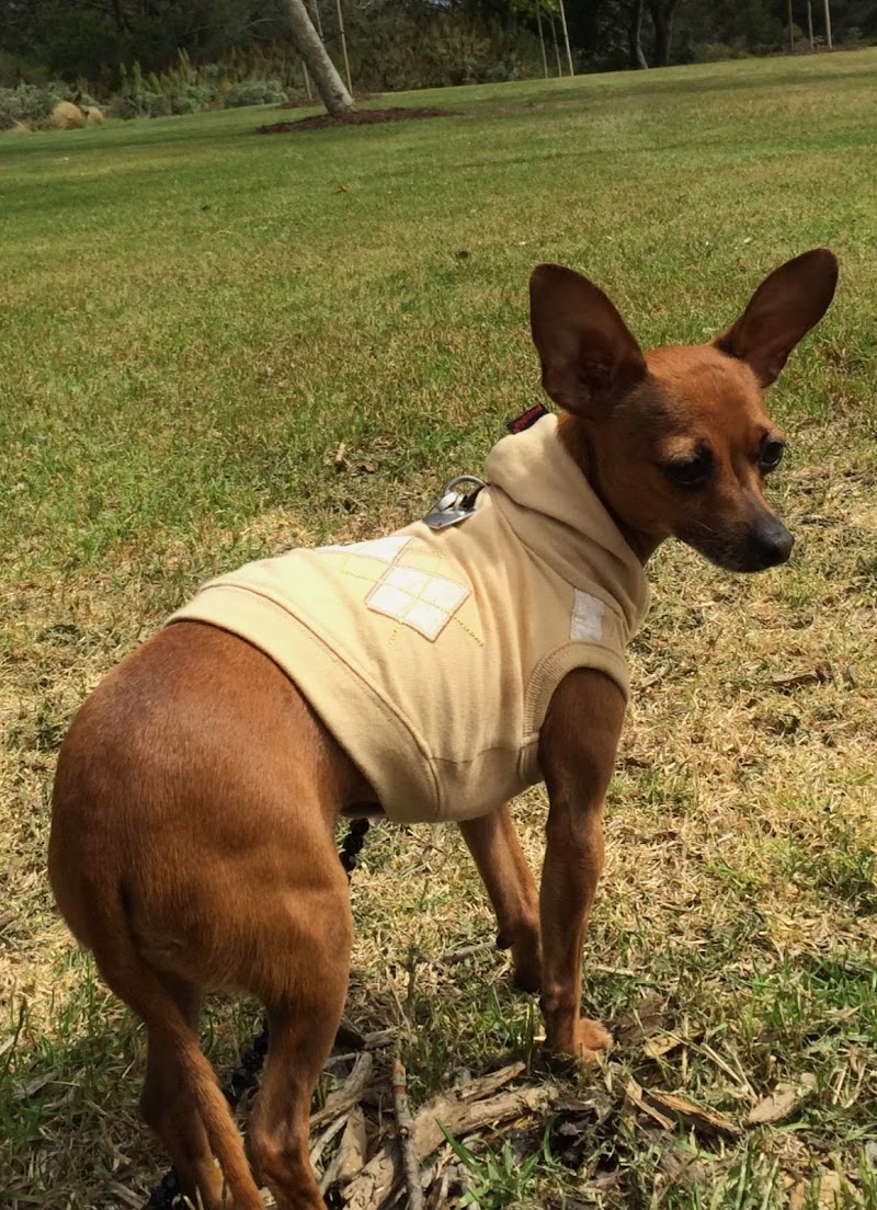 CVCA Cardiac Care for Pets