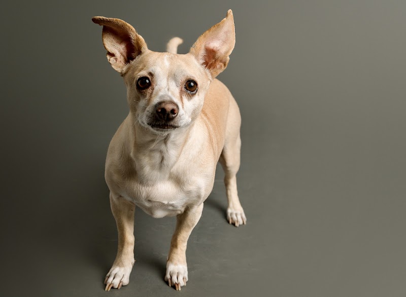CVCA Cardiac Care for Pets