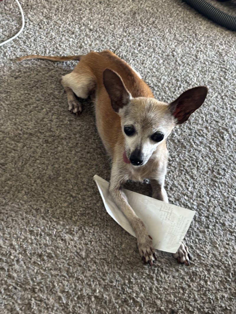 CVCA Cardiac Care for Pets