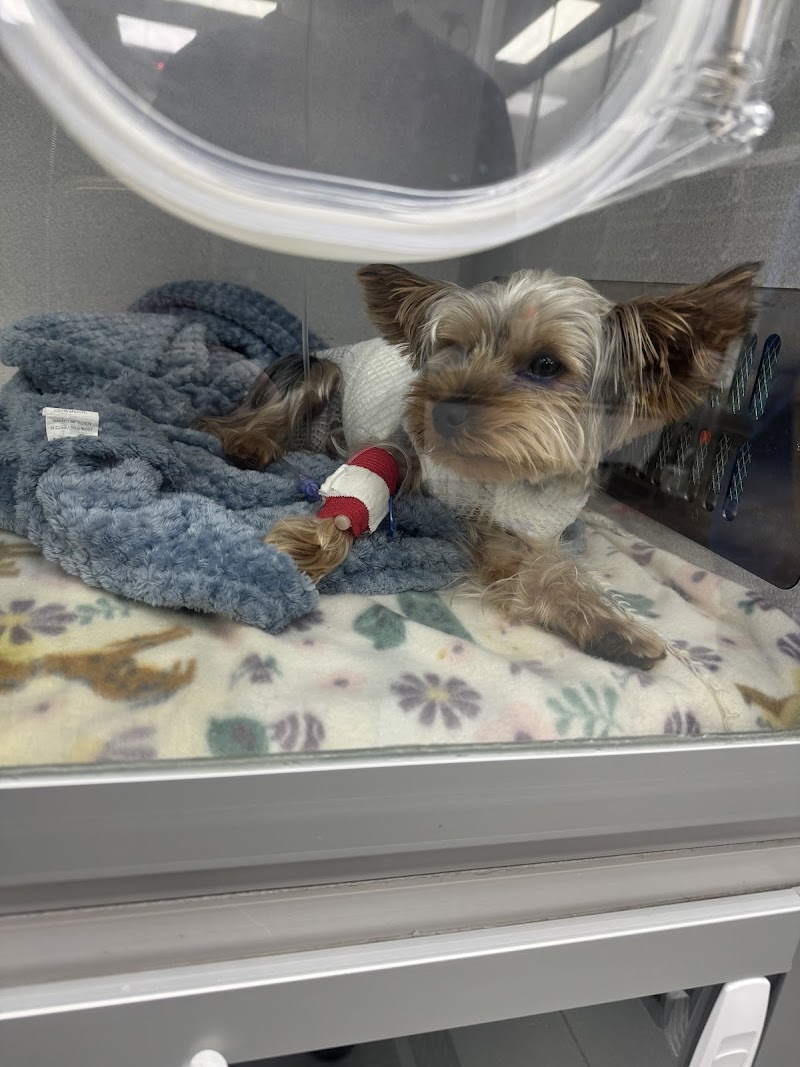Kendall Pointe Animal Hospital (Emergency 24/7)