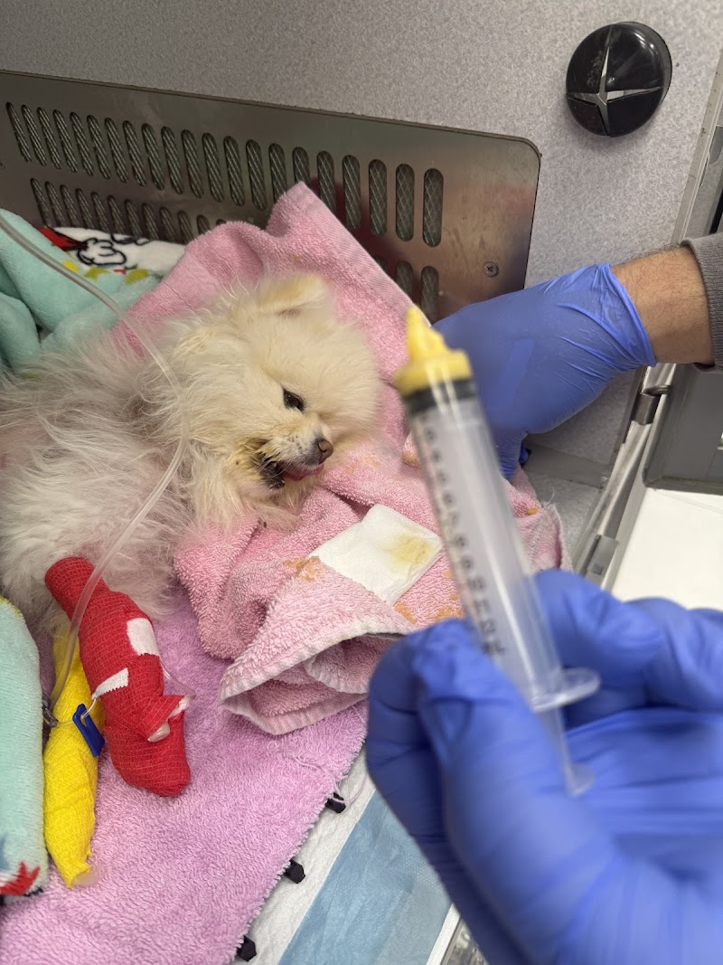 Kendall Pointe Animal Hospital (Emergency 24/7)