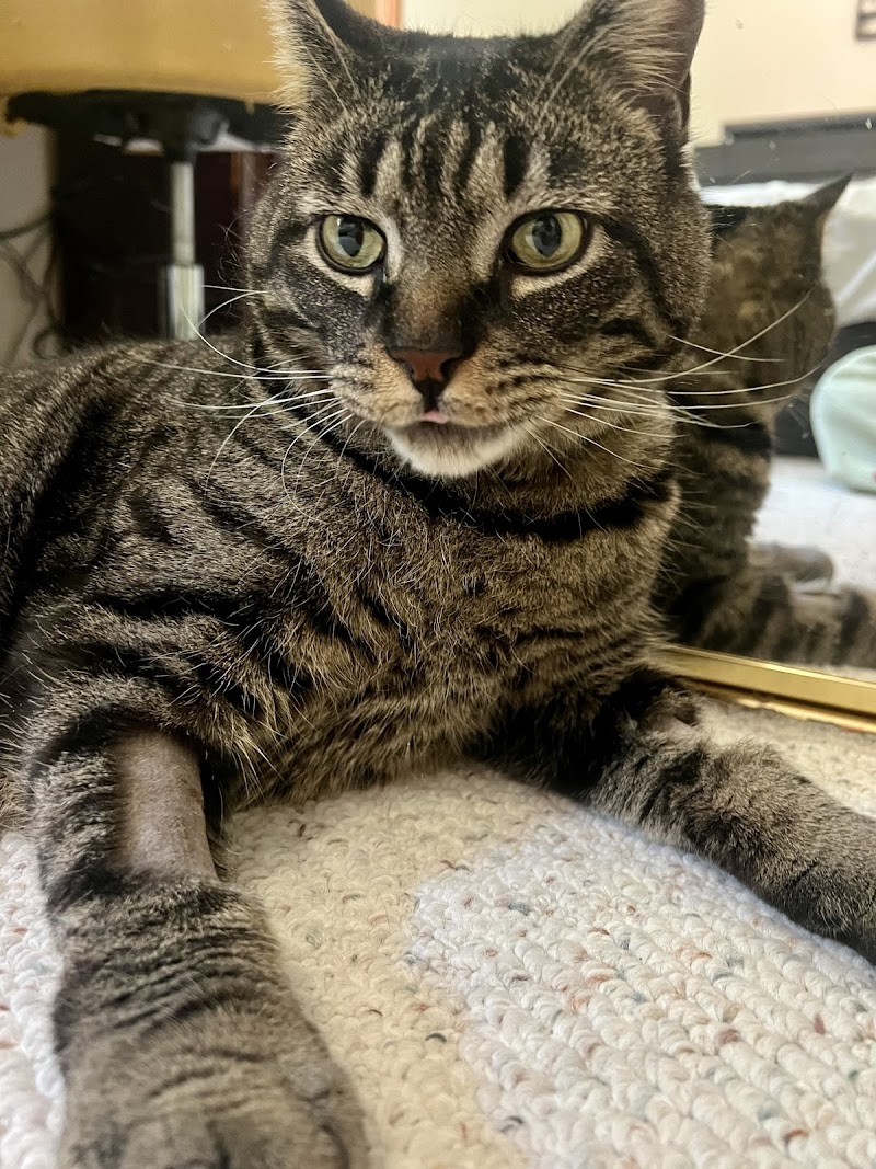 Companion Animal Hospital