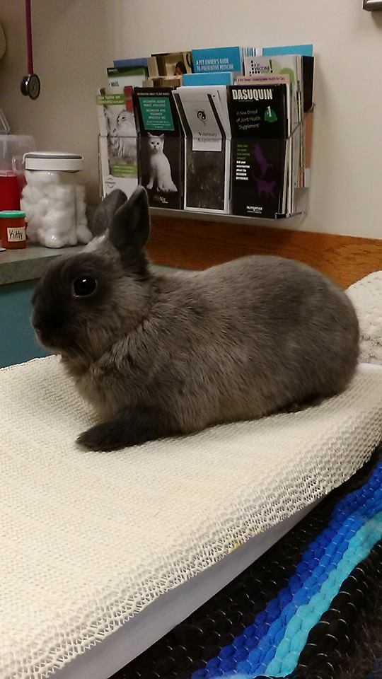 Companion Animal Hospital