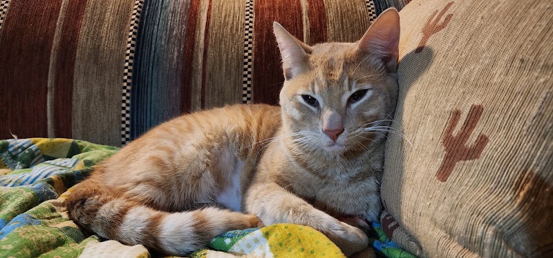 Veterinary Specialty Center Tucson