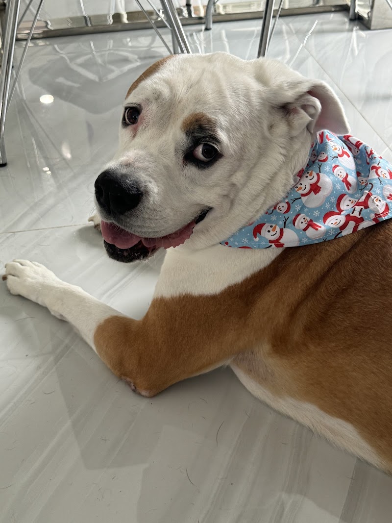 Pet Cancer Group