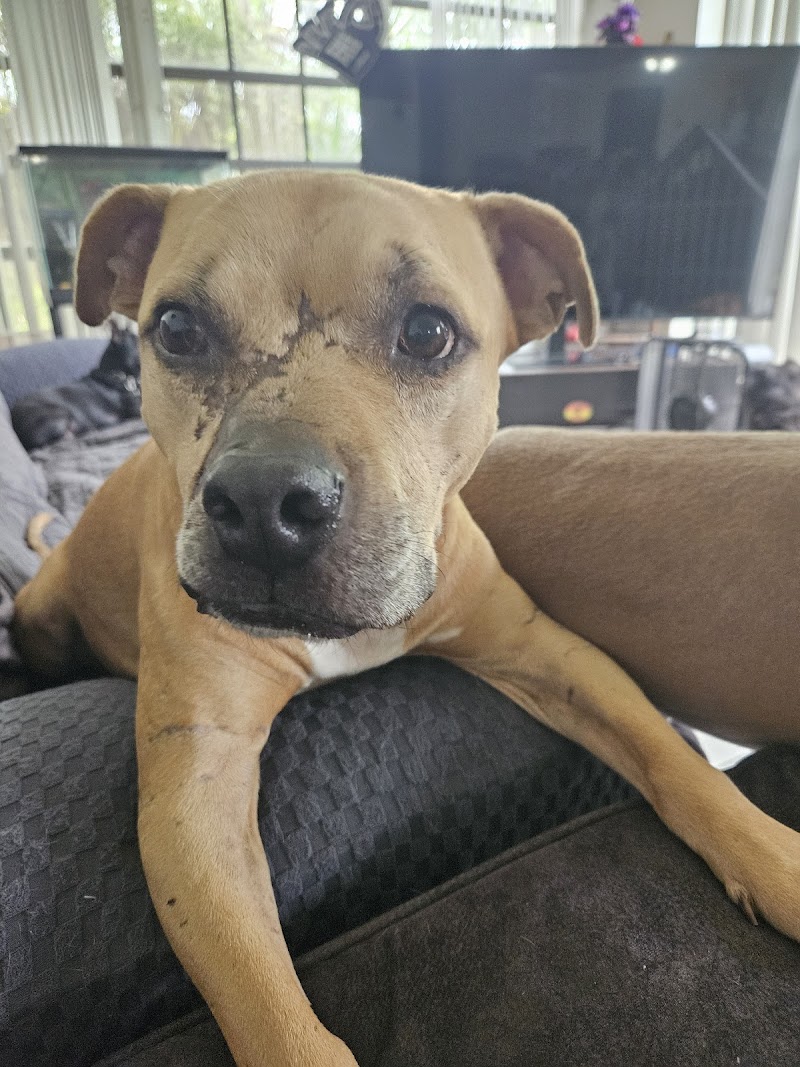Pet Cancer Group