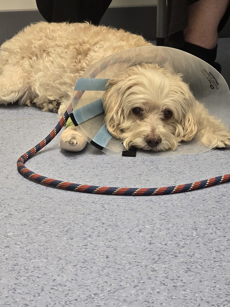 BluePearl Pet Hospital Framingham