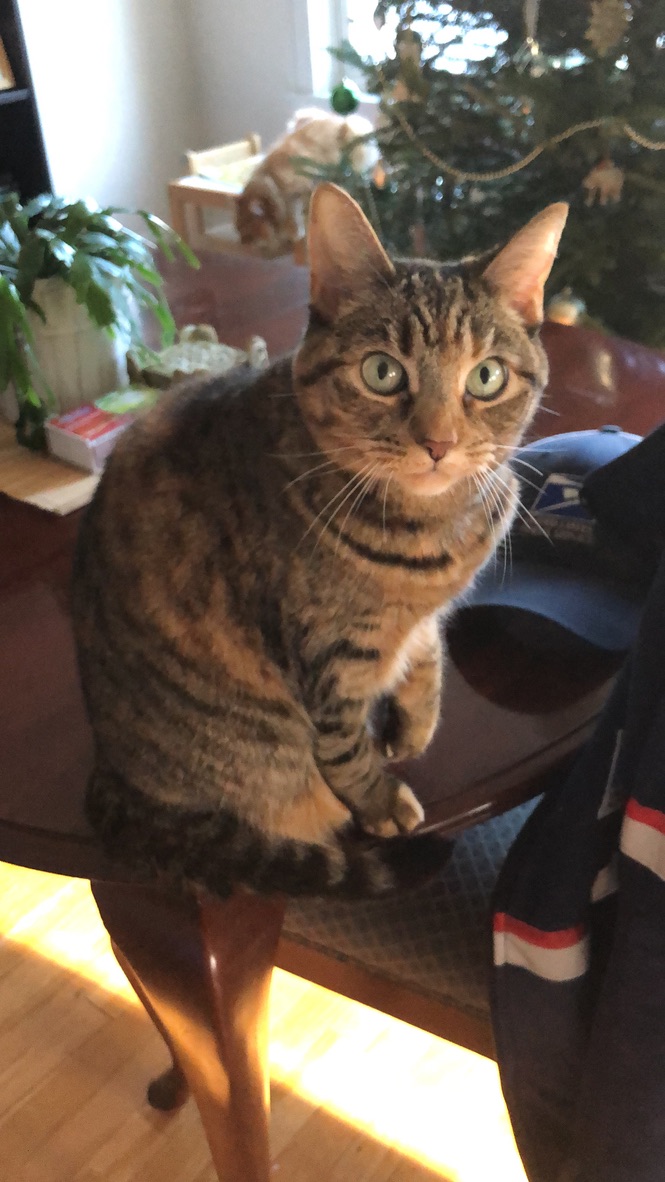 BluePearl Pet Hospital Framingham